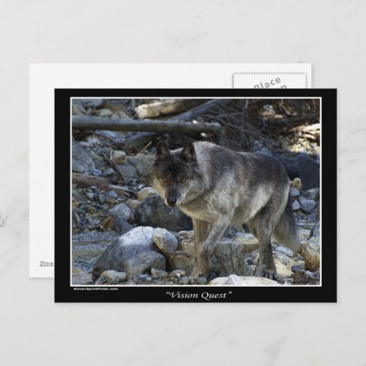 Grijze Wolf Briefkaarten (Voorkant / Achterkant)