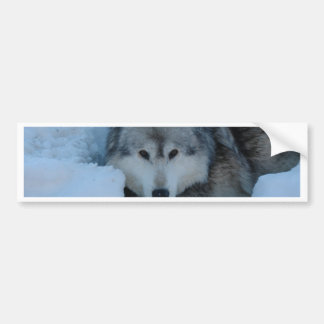 Grijze wolf bumpersticker