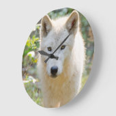 Grijze Wolf, Canadese dierenfotografie Grote Klok (Hoek)