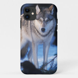 grijze wolf, Canis lupus, aan de voet van de heuve iPhone 11 Hoesje