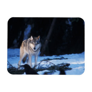 grijze wolf, Canis lupus, aan de voet van het gebe Magneet