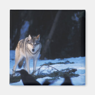 grijze wolf, Canis lupus, aan de voet van het gebe Magneet