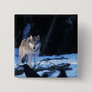 grijze wolf, Canis lupus, aan de voet van het gebe Vierkante Button 5,1 Cm