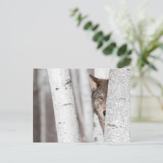 Grijze Wolf (Canis lupus) achter de boom Briefkaart (Staand voorkant)