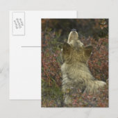 Grijze wolf (Canis lupus) Briefkaart (Voorkant / Achterkant)
