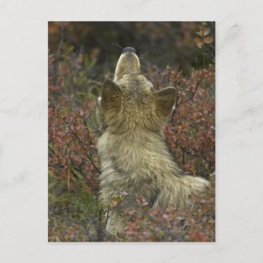 Grijze wolf (Canis lupus) Briefkaart (Voorkant)