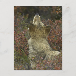 Grijze wolf (Canis lupus) Briefkaart