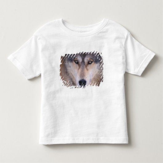 grijze wolf, Canis lupus, close-up van de ogen Kinder Shirts (Voorkant)