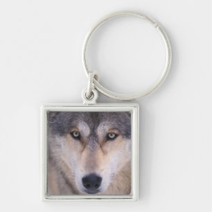 grijze wolf, Canis lupus, close-up van de ogen Sleutelhanger