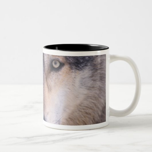 grijze wolf, Canis lupus, close-up van de ogen Tweekleurige Koffiemok (Rechts)