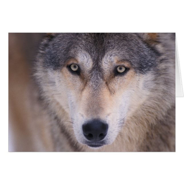 grijze wolf, Canis lupus, close-up van ogen (Voorkant Horizontaal)