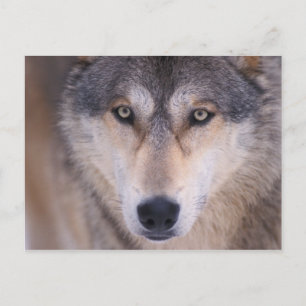 grijze wolf, Canis lupus, close-up van ogen Briefkaart