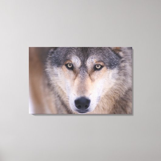 grijze wolf, Canis lupus, close-up van ogen Canvas Afdruk (Voorkant)