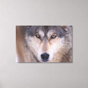 grijze wolf, Canis lupus, close-up van ogen Canvas Afdruk
