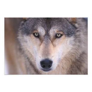 grijze wolf, Canis lupus, close-up van ogen Foto Afdruk