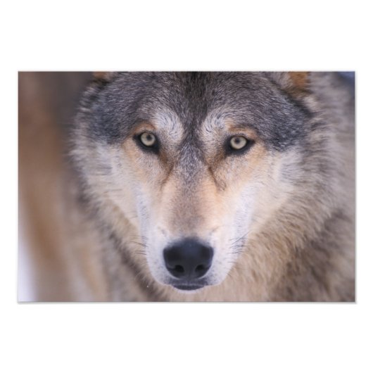 grijze wolf, Canis lupus, close-up van ogen Foto Afdruk (Voorkant)