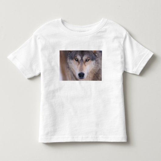 grijze wolf, Canis lupus, close-up van ogen Kinder Shirts (Voorkant)