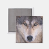 grijze wolf, Canis lupus, close-up van ogen Magneet (Voorkant / Achterkant)