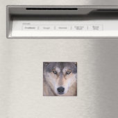 grijze wolf, Canis lupus, close-up van ogen Magneet (Insitu (Vaatwasser))