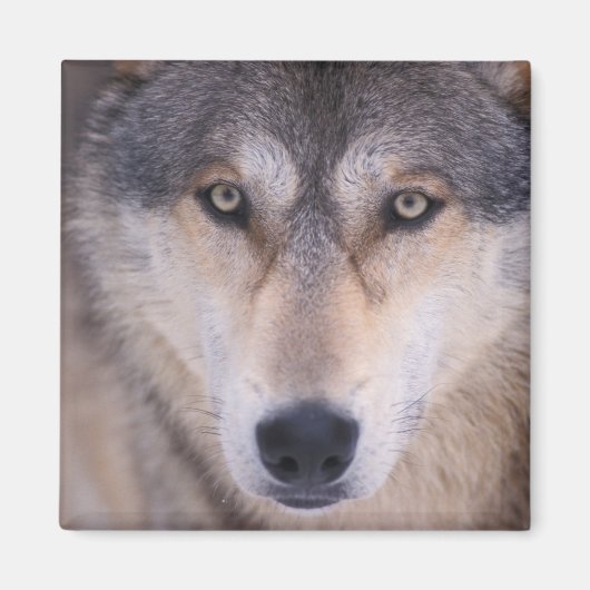 grijze wolf, Canis lupus, close-up van ogen Magneet (Voorkant)