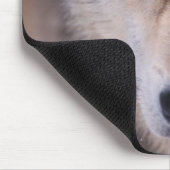 grijze wolf, Canis lupus, close-up van ogen Muismat (Hoek)