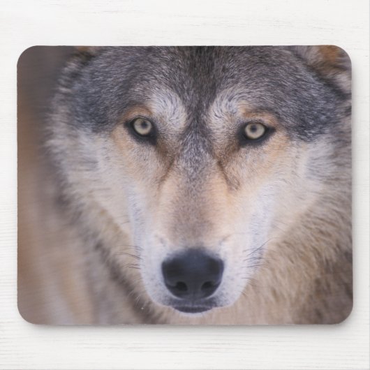 grijze wolf, Canis lupus, close-up van ogen Muismat (Voorkant)