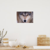 grijze wolf, Canis lupus, close-up van ogen Poster (Keuken)