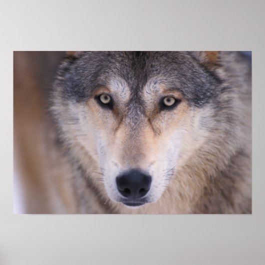 grijze wolf, Canis lupus, close-up van ogen Poster (Voorkant)