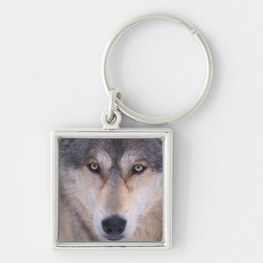 grijze wolf, Canis lupus, close-up van ogen Sleutelhanger (Voorkant)