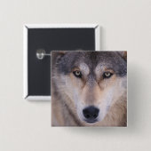 grijze wolf, Canis lupus, close-up van ogen Vierkante Button 5,1 Cm (Voorkant /achterkant)
