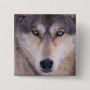 grijze wolf, Canis lupus, close-up van ogen Vierkante Button 5,1 Cm
