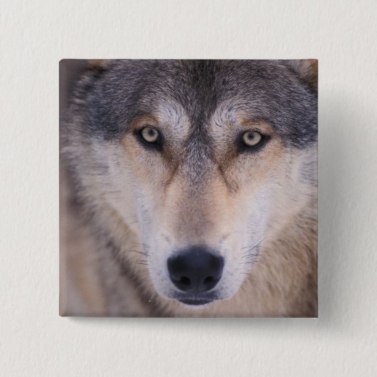 grijze wolf, Canis lupus, close-up van ogen Vierkante Button 5,1 Cm (Voorkant)
