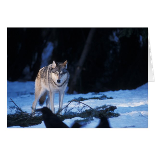 grijze wolf, Canis lupus, in de heuvels (Voorkant Horizontaal)