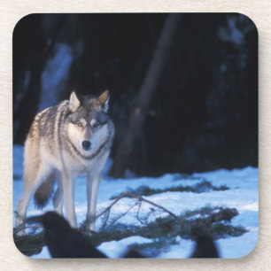 grijze wolf, Canis lupus, in de heuvels Bier Onderzetter