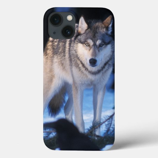 grijze wolf, Canis lupus, in de heuvels Case-Mate iPhone Case (Achterkant)