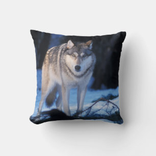 grijze wolf, Canis lupus, in de heuvels Kussen