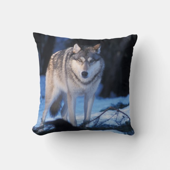 grijze wolf, Canis lupus, in de heuvels Kussen (Voorkant)