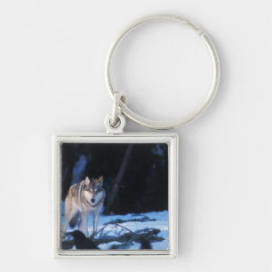 grijze wolf, Canis lupus, in de heuvels Sleutelhanger