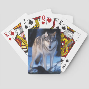 grijze wolf, Canis lupus, in de heuvels Speelkaarten