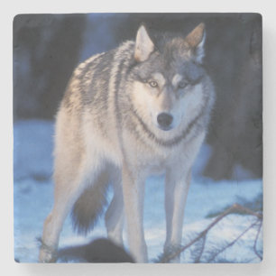 grijze wolf, Canis lupus, in de heuvels Stenen Onderzetter