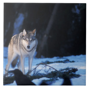 grijze wolf, Canis lupus, in de heuvels Tegeltje
