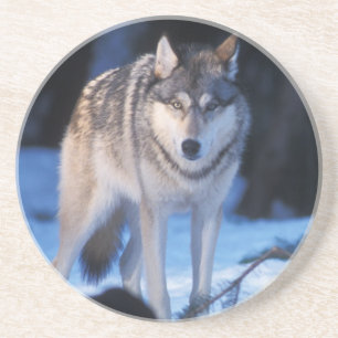 grijze wolf, Canis lupus, in de heuvels Zandsteen Onderzetter