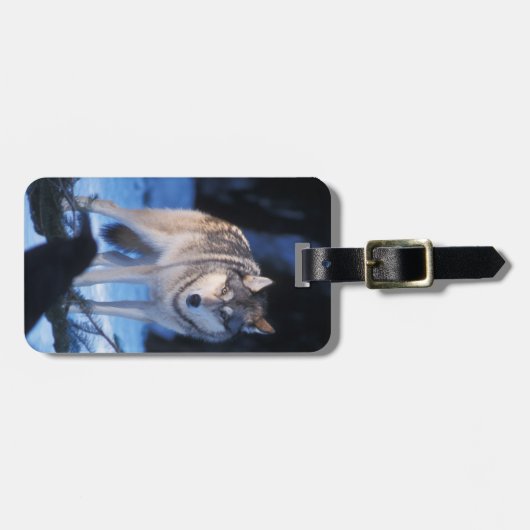 grijze wolf, Canis lupus, in de uitlopers Bagagelabel (Voorkant horizontaal)