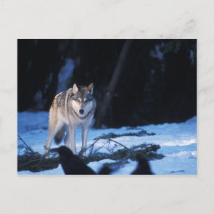 grijze wolf, Canis lupus, in de uitlopers Briefkaart