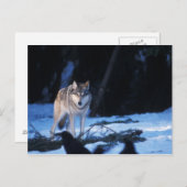 grijze wolf, Canis lupus, in de uitlopers Briefkaart (Voorkant / Achterkant)
