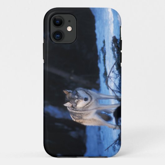 grijze wolf, Canis lupus, in de uitlopers Case-Mate iPhone Case (Achterkant)