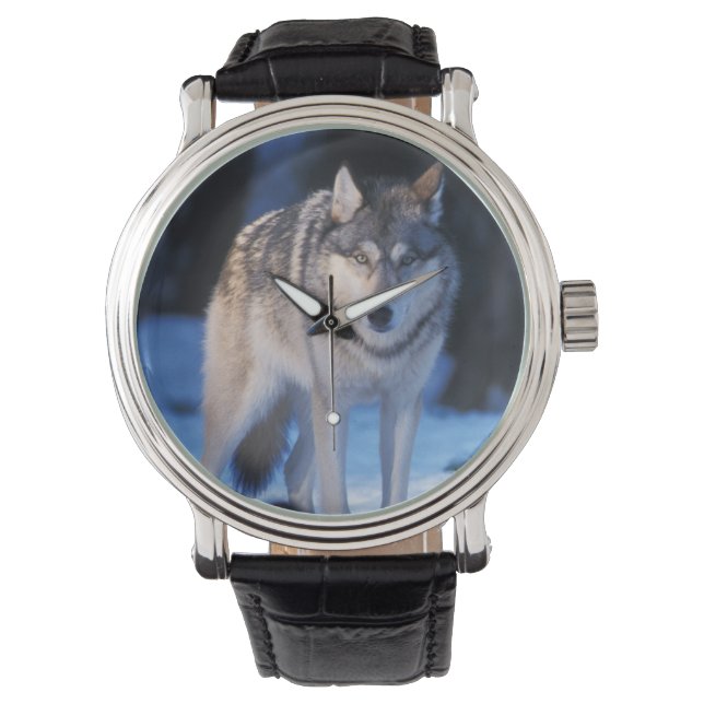 grijze wolf, Canis lupus, in de uitlopers Horloge (Voorkant)