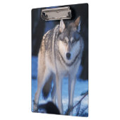 grijze wolf, Canis lupus, in de uitlopers Klembord (Links)