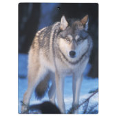 grijze wolf, Canis lupus, in de uitlopers Klembord (Achterkant)