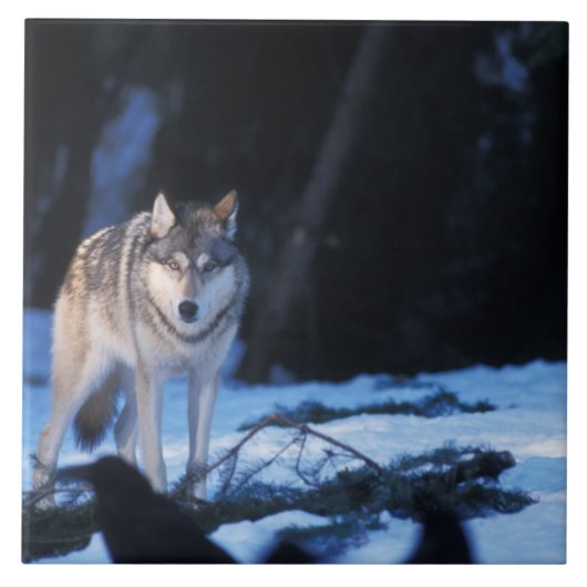 grijze wolf, Canis lupus, in de uitlopers Tegeltje (Voorkant)